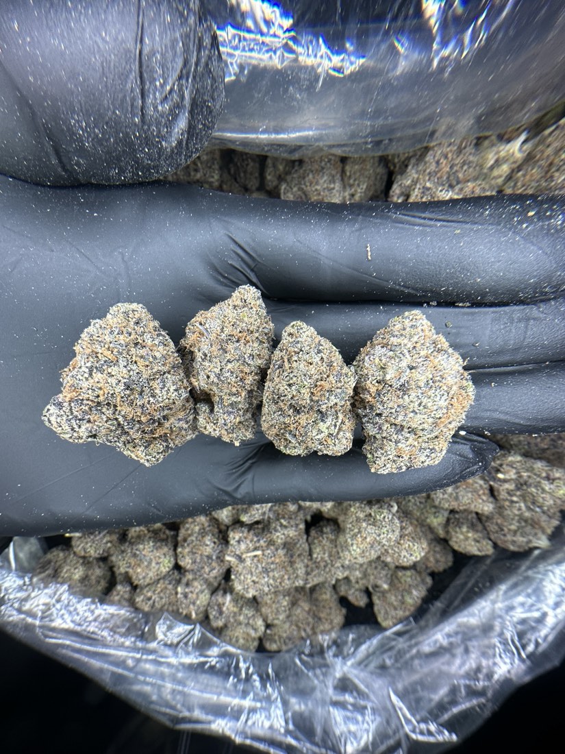 Gushers F1 Flower